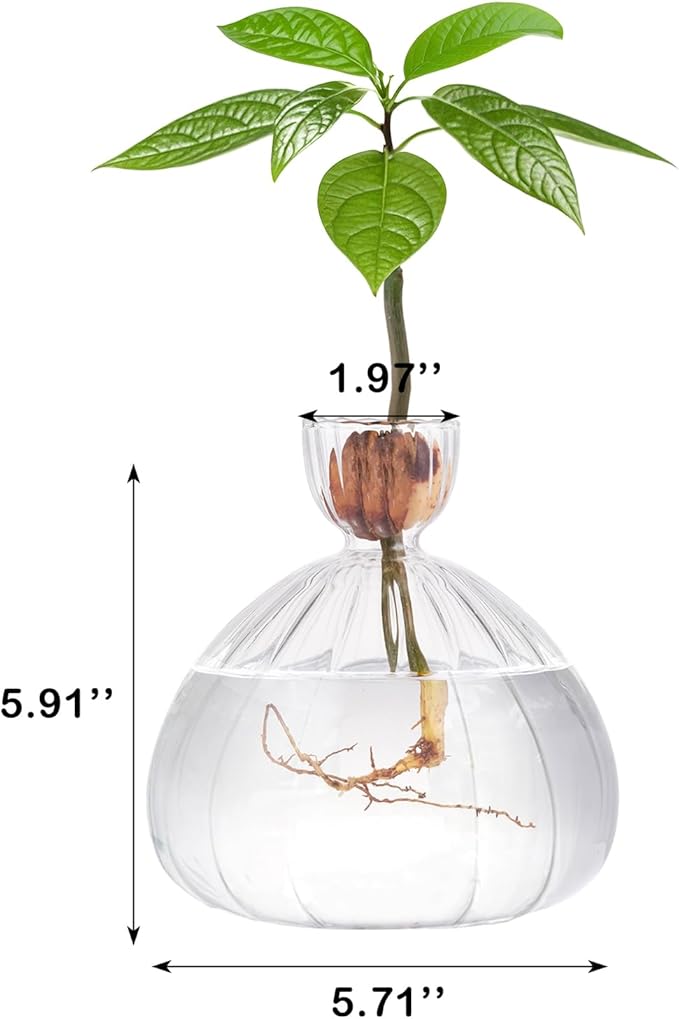 Avocado Seed Starter Vase Glass Planter for Hydroponic Plants Clear Grow Pots with Striped Pattern for Indoor Small Tree Growing Kit for Home Office Decoration