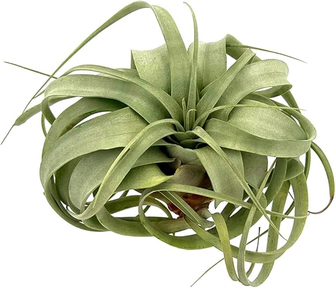 Air Plants - Tillandsia Xerographica, Large 5-7” - 2ct - Live Arrival Gauranteed - House Plants for Home Decor & Gift