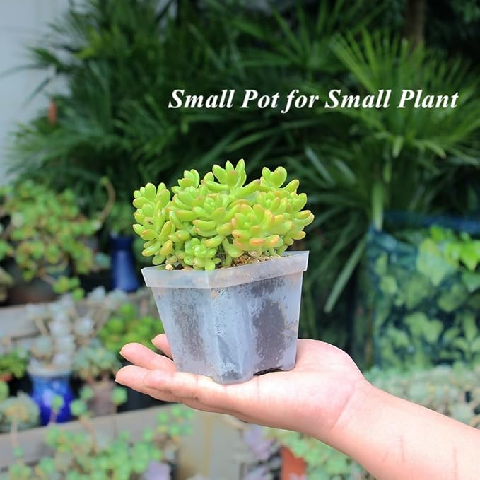 BangQiao 30 Pack Small 3.90 Inch Plastic Square Nursery Pot, Plant Starting and Transplant Planter Container with Drainage Hole for Seed Germination, Clear