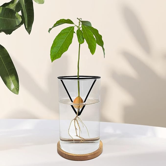 Avocado Seeds - Avocado Seed Starter Vase Rack for Mason Jar of Wide-Mouth 4Pcs, Avocado Seed Holder Triangular Metal Bracket for Family Friends and Gardening Enthusiasts (3 Pcs Vase Set)