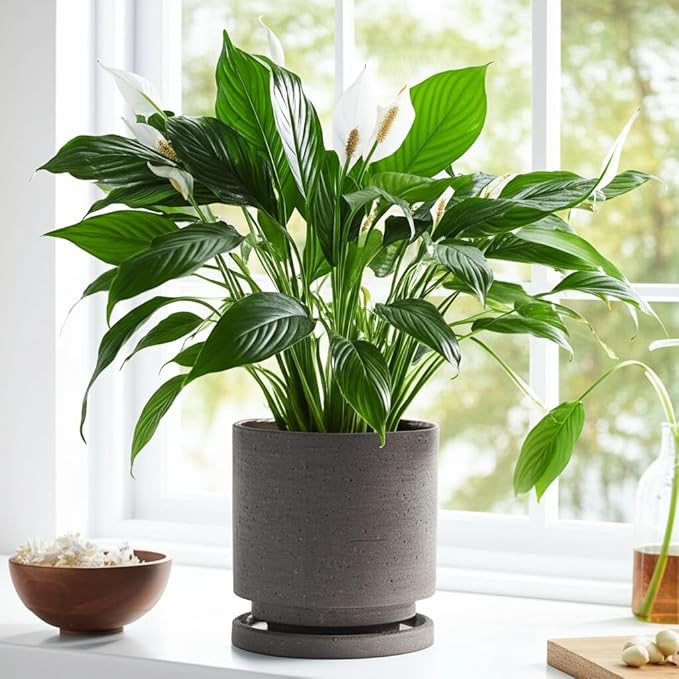 Nihow 5.7 Inch Plant Pot, Ceramic Pots for Plants with Drainage Hole and Saucer, Plant Pots Indoor for Home Garden Patio Office, Cylinder Planters for Indoor Plants, Charcoal Gray