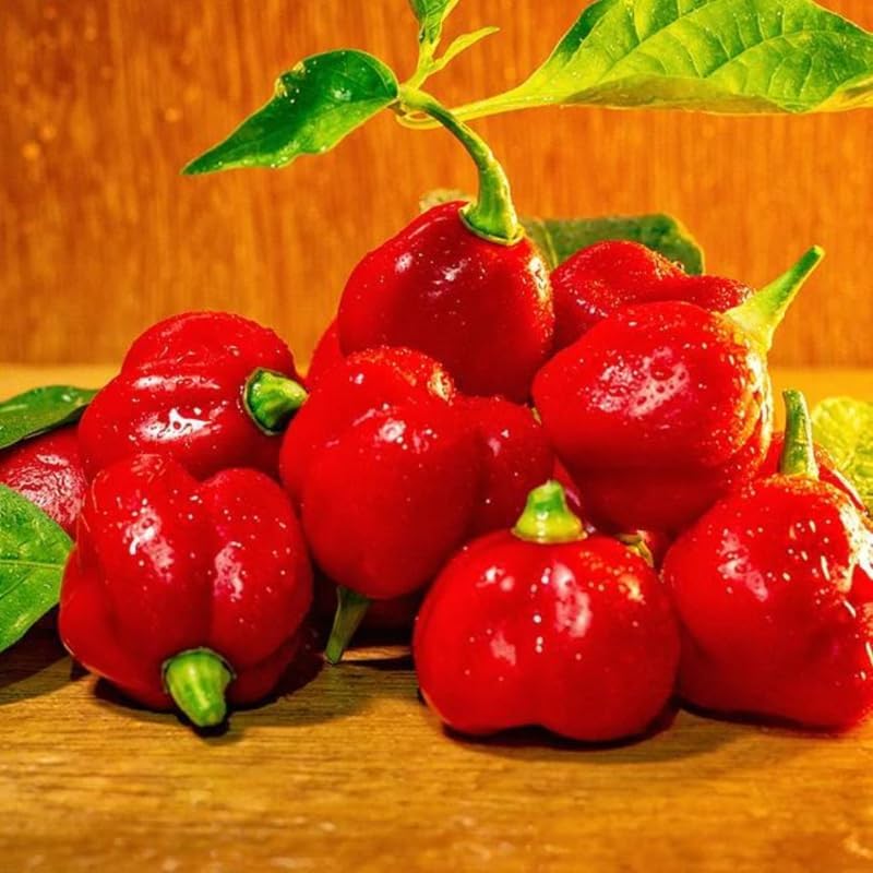 Pack 2 Pepper Plants, Hot Chili Pepper Live Plants for Growing, 80 Days Old Plants (Red Ghost Pepper)