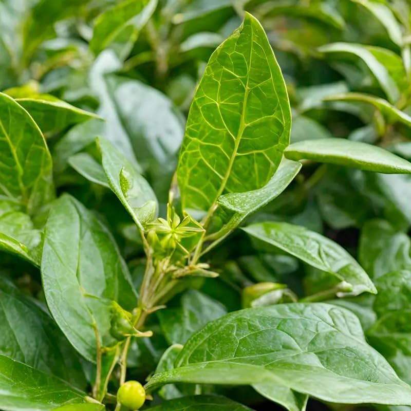 Yerba Mate Tea Plant (4 Pack) | Real Live Plant for Sale | Perfect for Tea Lovers | Hardy and Easy to Grow for Planting | Grow Organic Tea Leaves at Home | Great for Indoor or Outdoor Gardens