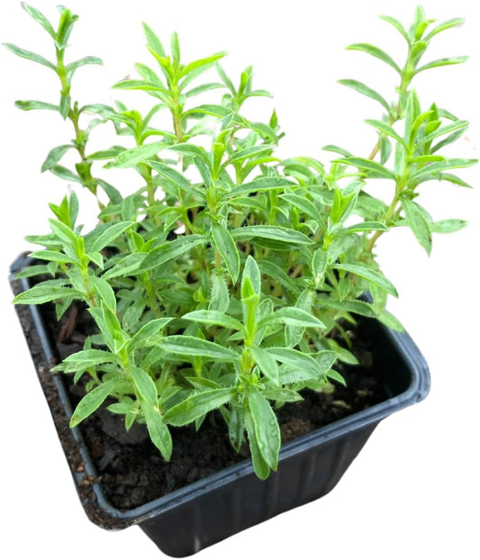 Smoke Camp Crafts Organic Winter Savory Plant in 2.5-inch Pot, Live Perennial Herb
