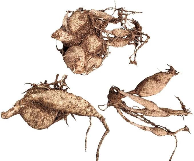 Dahlia Mix Bulbs - Attracts pollinators, Long Lasting Blooms - Mixed Dahlia Flower Bulbs for Stunning Garden Display | Low-Maintenance and Easy to Grow (8 Pack)