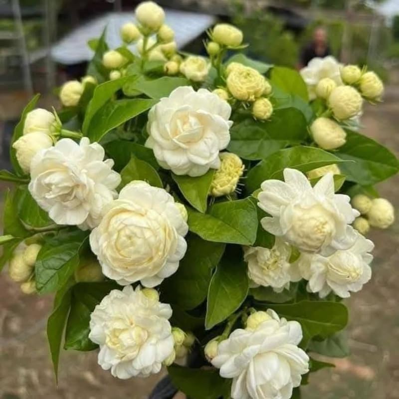 2 Duke of Tuscany Jasmine Plants Live, Climbing Jasmine Indoor Outdoor Live, Fragrant, 5-9" in Tall, No Pot, Hardy and Fast-Growing