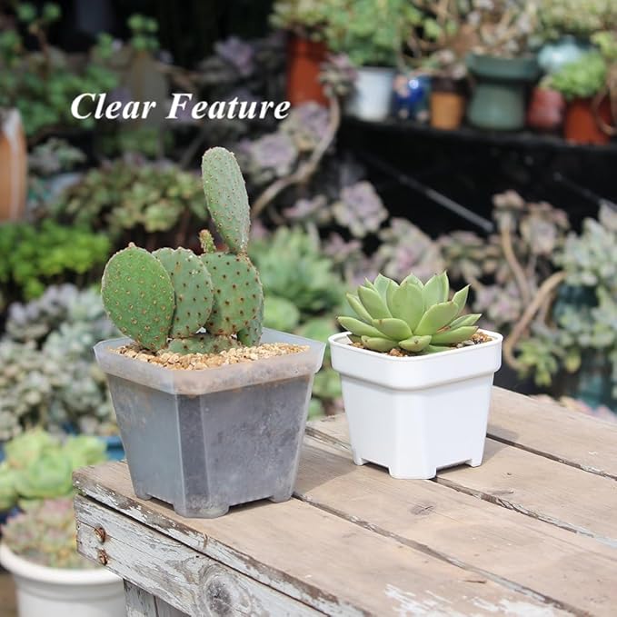 BangQiao 30 Pack Small 3.90 Inch Plastic Square Nursery Pot, Plant Starting and Transplant Planter Container with Drainage Hole for Seed Germination, Clear