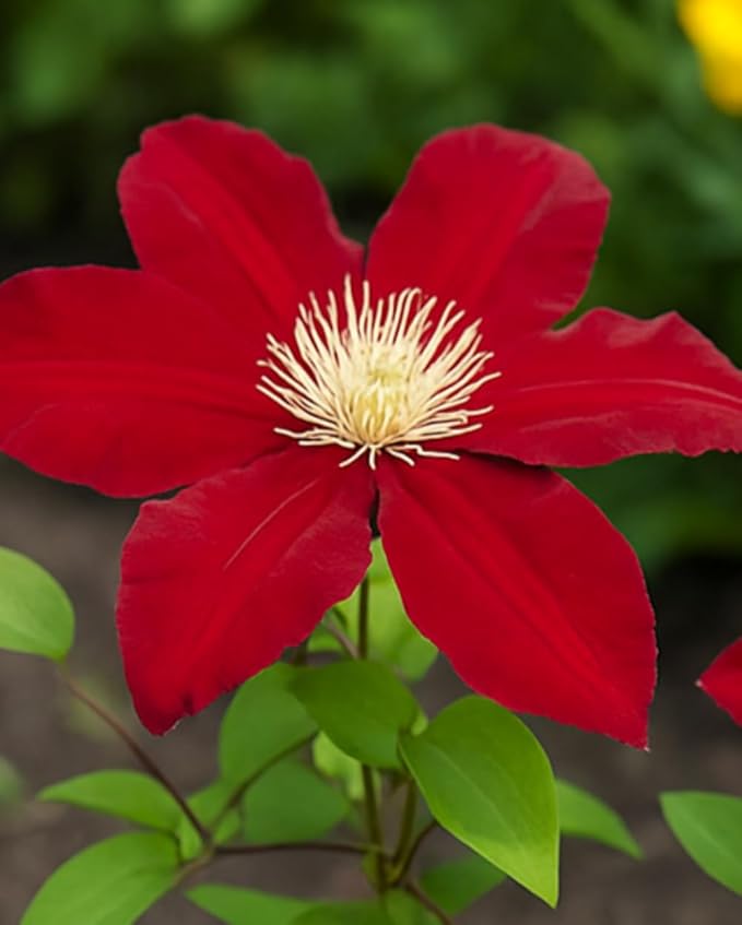 Perennial Farm Clematis 'Rebecca' Hybrid – Live Flowering Vine in 4 Quart Container, Large Velvety Red Blooms, Long Blooming, Compact Climber, Ideal for Trellises, Arbors & Containers