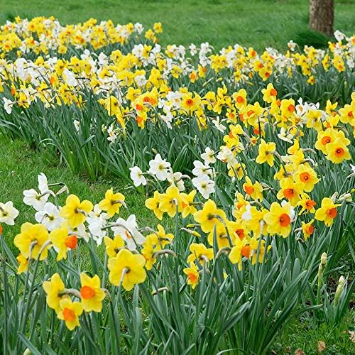 50-Pack Tulip & Daffodil Grower's Mix - 25 Tulips & 25 Daffodils, Mixed Colors, Easy Fall Planting for Bright Spring Blooms - Perennializing Kit of Colorful Flower Blooms – Fall Planting