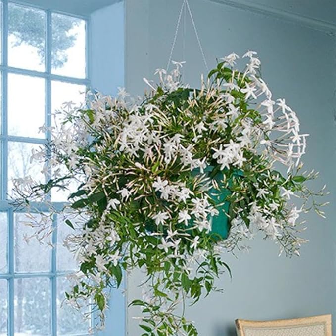 Night Blooming Jasmine Live Plant - Cestrum Nocturnum. Fragrant Flowering Shrub for Garden, Patio or Window (4 ngt.jas sacs)