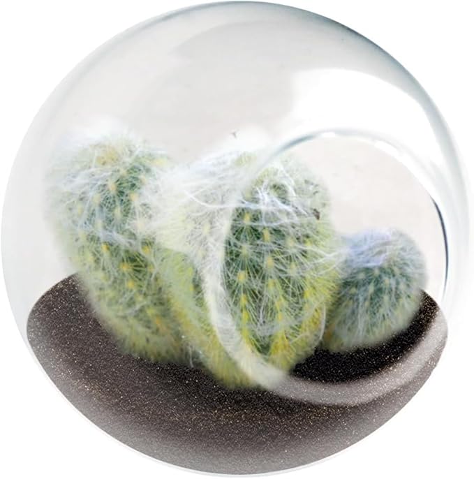 Tiny Terrarium Plant Seeds 3 Variety Pack, DIY Indoor Succulents and Live Plants for Home or Garden Planting, 2 Each of Assorted Cacti Pack