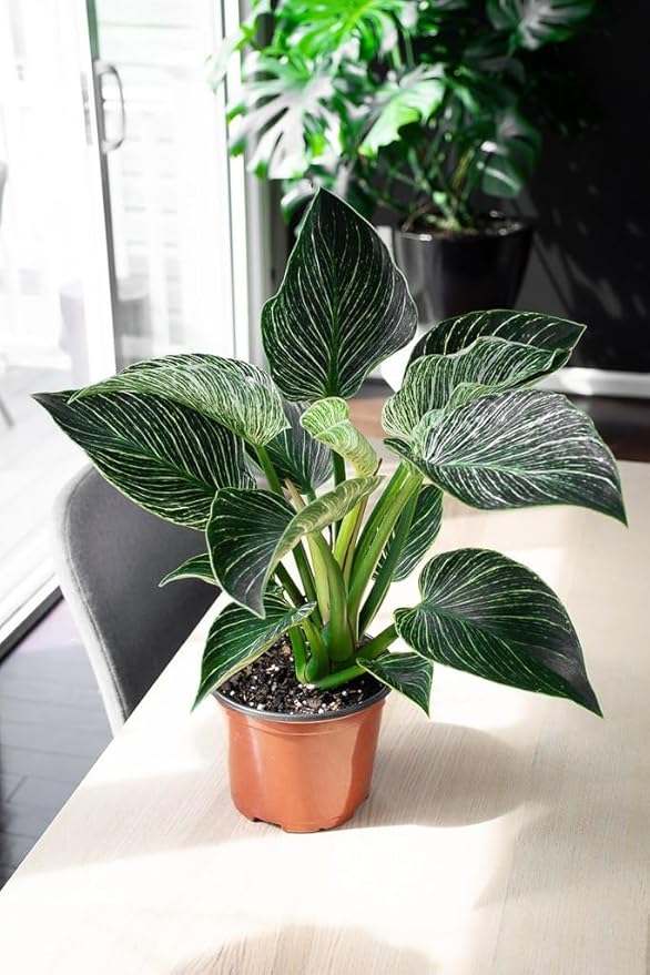 Premium Pomegranate Potting Soil Mix - Ideal Nutrient Blend for Growing Robust, Flavorful, and Bountiful Pomegranate Trees - 1 Quart