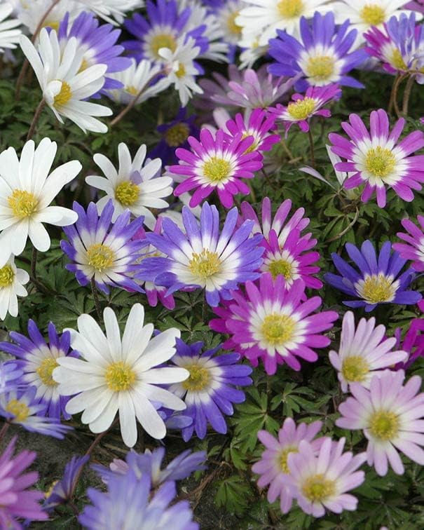 Anemone Flower Bulbs for Planting (3) - Easy to Grow Corms, Beautiful Mixed Color Windflower Blooms by Greenhouse PCA