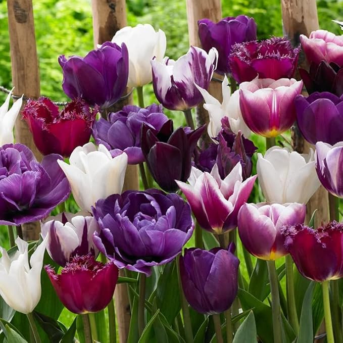 100 Tulip Mix Flower Bulb Box with Easy Carry Handle - Purple, Pink and White Mixed Colors - Weeks of Easy to Grow Flowers - Plant in Gardens, Containers & Flowerbeds - Planting Instructions Included