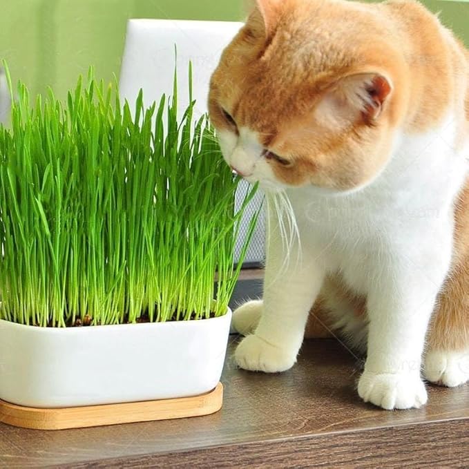 Cat Grass Growing Medium - Provide Your Cat with a Fun and Healthy Source of Greens - 20 QUARTS