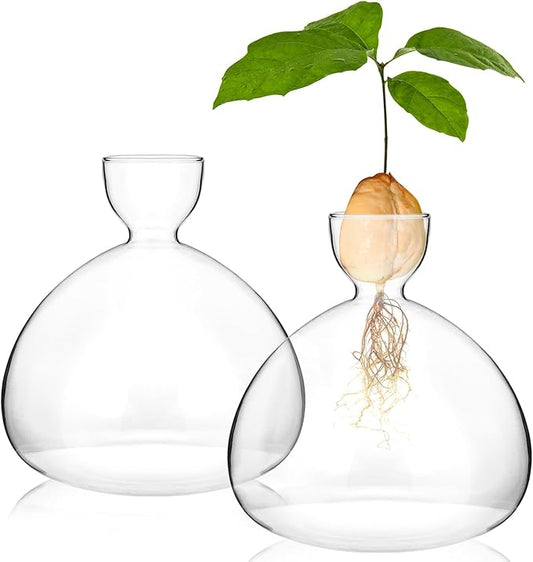 QWORK Avocado Seed Starter Vase, 2 Pack Glass Avocado Seed Growing Vase -Avocado Seed Sprout Glass Container, Tapered Base Design, 36oz Capacity -for Hydroponics Plants Home Office Wedding Decoration