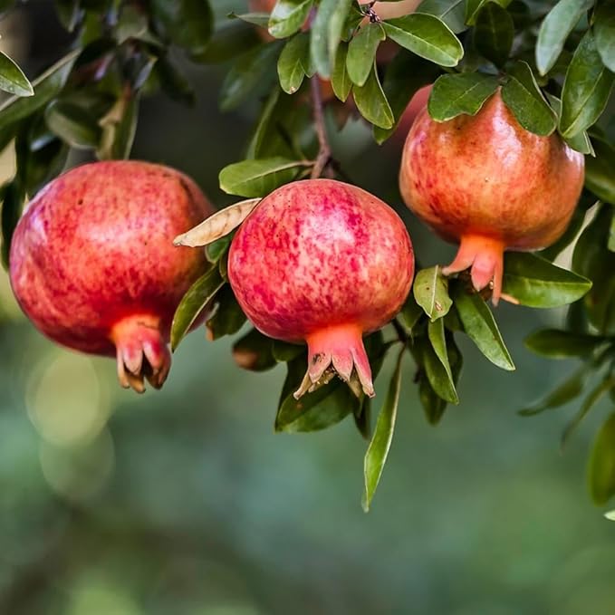 Live Pomegranate 'Wonderful' Plants (Punica Granatum 'Wonderful') - Fruit-Bearing, Drought-Tolerant, Easy to Grow (2 stevia sacs)