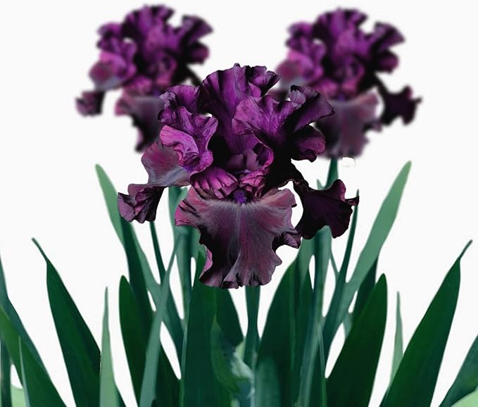 Easy to Grow Bearded Iris Purple Rebounder - 3 Plant Bulbs Rhizomes, Dark Purple Flowers in Spring to Fall, Full Sun Low Maintenance
