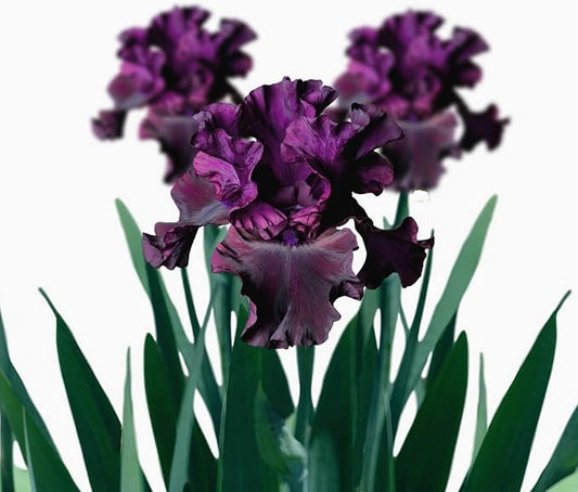 Easy to Grow Bearded Iris Purple Rebounder - 3 Plant Bulbs Rhizomes, Dark Purple Flowers in Spring to Fall, Full Sun Low Maintenance