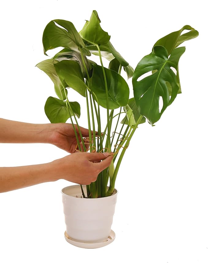 Spiritlele 5 Pcs Gold Plant Stem Support Holder Set Monstera Plant Support Clamp Growth Accessories for Indoor Plants Small