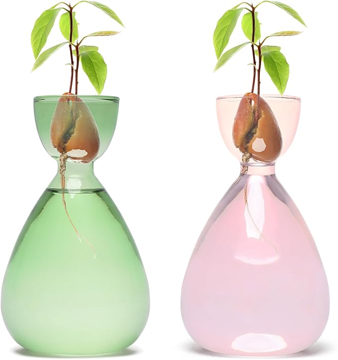 Avocado Vase Avocado Seed Starter Vases Trees Live Plants Growing kit Glass 2pc