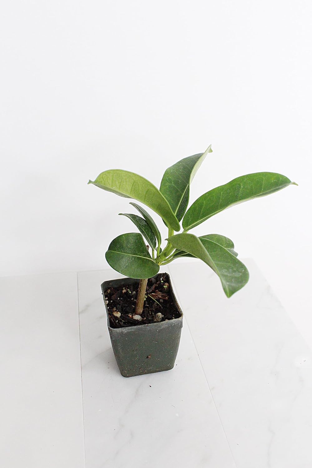 Generic Stephanotis Floribundas Madagascar Jasmine Vine | 2 inch Pot | Fairy Garden (3), green