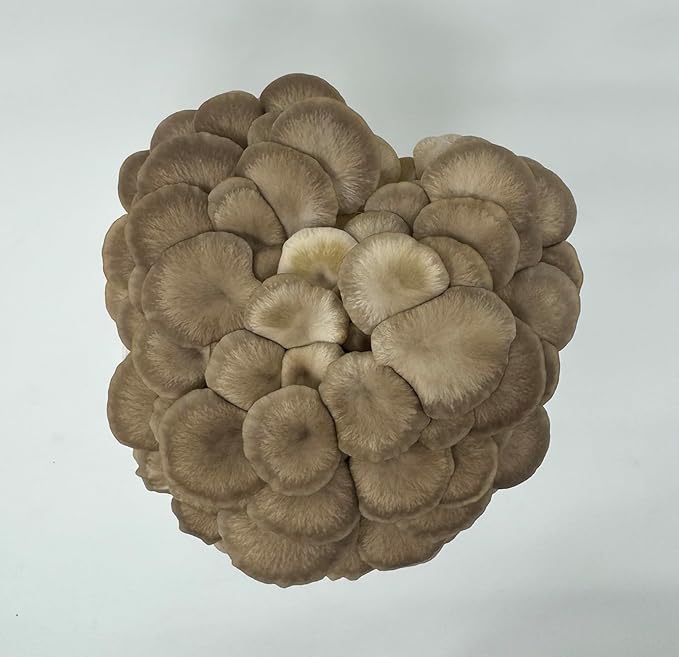 Pink & Brown Oyster Mushroom Grow Kit 2-Pack Variety - Beginner Friendly & Easy to Use, Grows in 10 Days | Handmade in California, USA | Top Gardening Gift, Holiday Gift & Unique Gift