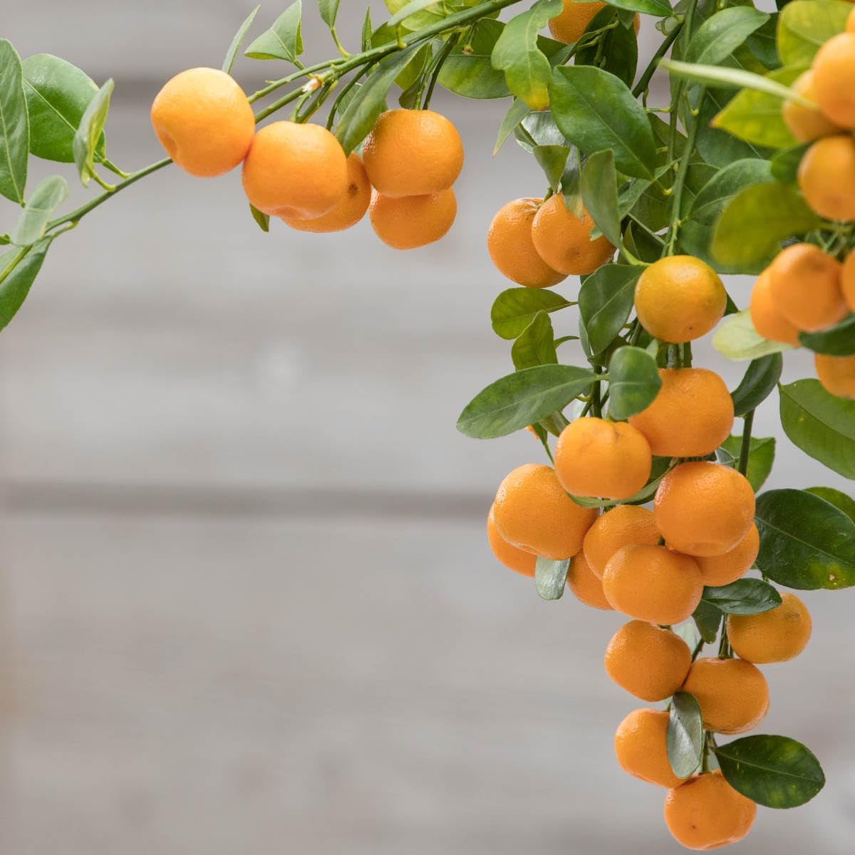 Direct Gardening Calamondin Orange Tropical Citrus Starter Tree-Can't Ship to AZ,CA,FL,LA,SC or TX