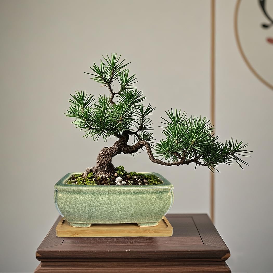 MUZHI 2pcs Green Ceramic Bonsai Planter Pots with Bamboo Tray 6.2 “ & 5.3”, Rectangular Glazed Bonsai & Succulent Cactus Starter Pot with Drainage Ice Crack Design