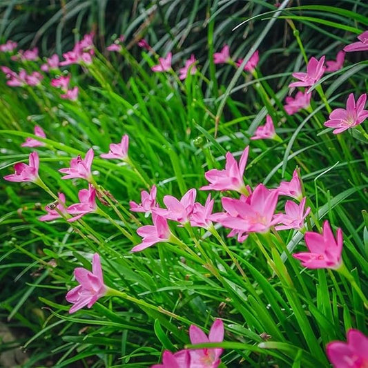 Zephyranthes Robustus Bulbs - Long Lasting Blooms, Perennial Rain Lily Bulk & Wholesale Bulbs for Planting | Easy to Grow and Low Maintenance (500 Pack)