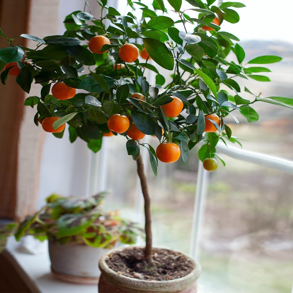 Brighter Blooms - Nules Clementine Tree, 3-4 Feet - Live Fruit Plant - No Shipping to AL, AZ, CA, FL, GA, LA, OR, TX, MS