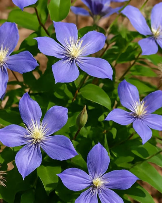Perennial Farm Clematis 'Arabella' Hybrid – Live Flowering Vine in 4 Quart Container, Violet-Blue Bell-Shaped Blooms, Long Blooming, Non-Clinging Climber, Ideal for Trellises, Arches & Containers
