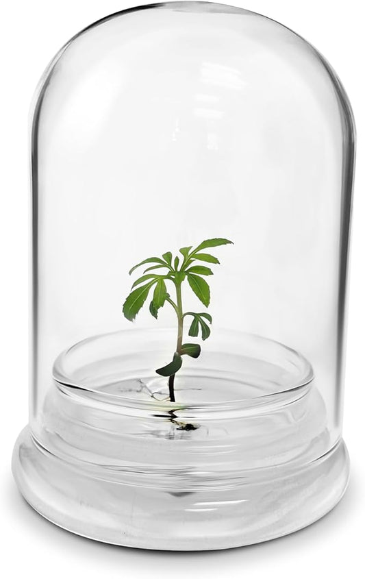 Terra Gel Seed Germination Tray with Glass Dome – Advanced Technology Gardening Supplies Plant Propagation Station Form Seeds – Easy to Use Seed Starter Kit