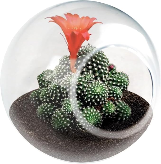 Tiny Terrarium Plant Seeds 3 Variety Pack, DIY Indoor Succulents and Live Plants for Home or Garden Planting, 2 Each of Assorted Cacti Pack