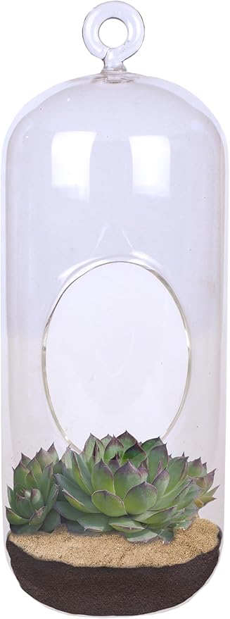 Sedum Succulent Carefree Capsule Terrarium Kit - DIY Indoor Hanging or Standing Garden Starter Set with Complete Supplies, Easy to Grow Terrariums for Home Decor! (Stunning Sedum)