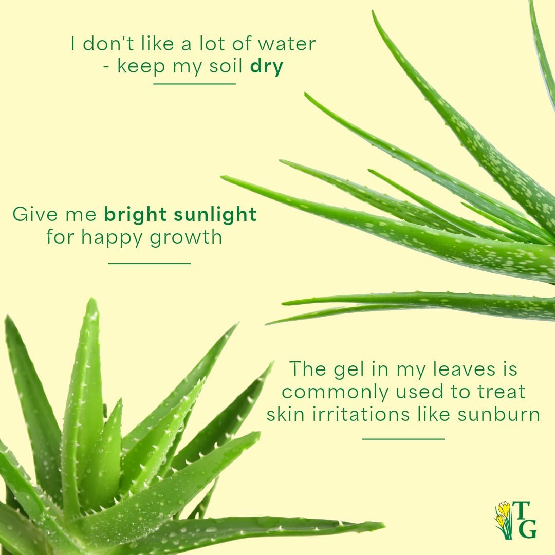 Thorsen's Greenhouse Aloe Vera, Live Indoor Plant, Aloe barbadensis, Easy to Grow, Succulent, Natural Air Purifier, 4" Diameter Pot (Nursery Pot)