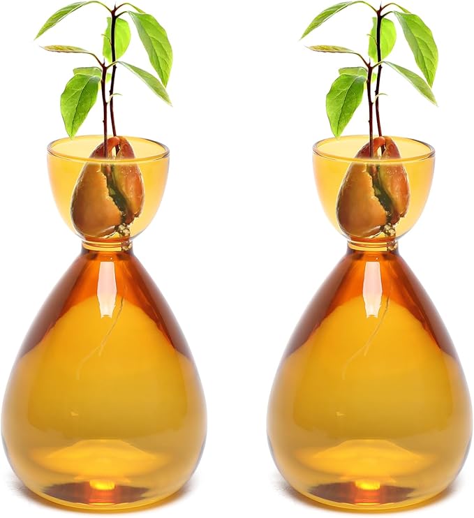 Avocado Vase Avocado Seed Starter Vases Trees Live Plants Growing kit Glass 2pc