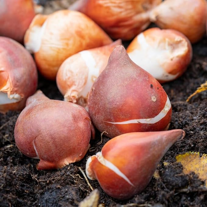 Complete Spring Flower Bulb Garden – Mixed Tulips, Daffodils & Hyacinths – 75 Bulk Bulbs for Colorful Spring Blooms – Easy Fall Planting - Plant in Gardens, Borders & Flowerbeds - Willard & May