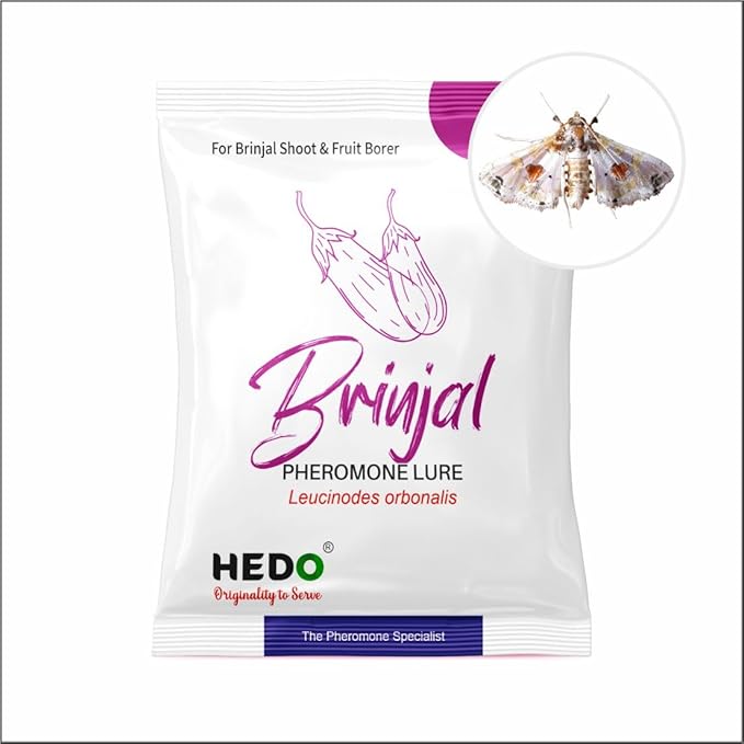 HEDO Pheromone Trap with Brinjal pheromone Lure(Leucinodes orbonalis) for Brinjal Crop Pack of 10