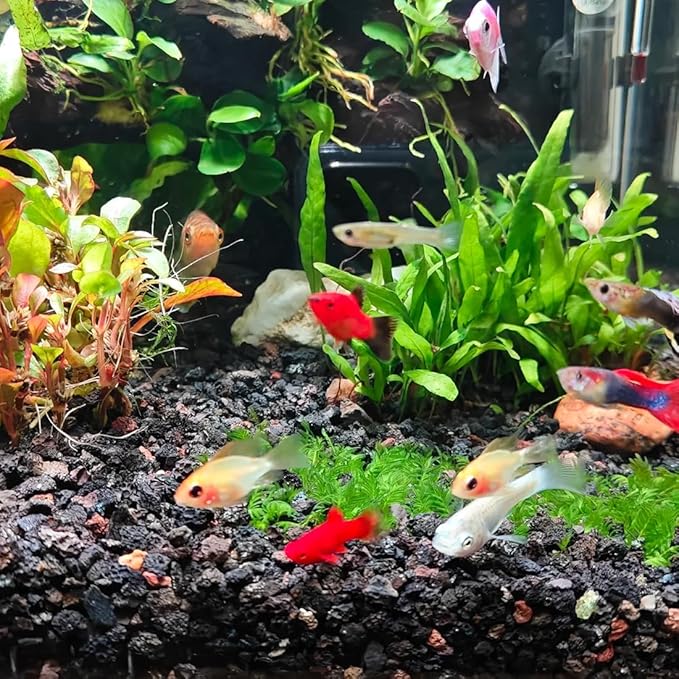 Black Horticultural Lava Rocks for Plants, 5lb Succulents Cactus Bonsai Soil Volcanic Rocks for Aquarium Outdoor Decorative Stones for Craft Projects, Vase Fillers