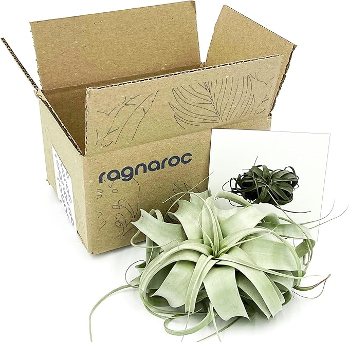 Live Air Plant - Tillandsia Xerographica, Jumbo 6-9” – 1 ct - Ideal for Gifts & Presents, Live Indoor Plants & Live House-Plants – Live Plants for Home décor