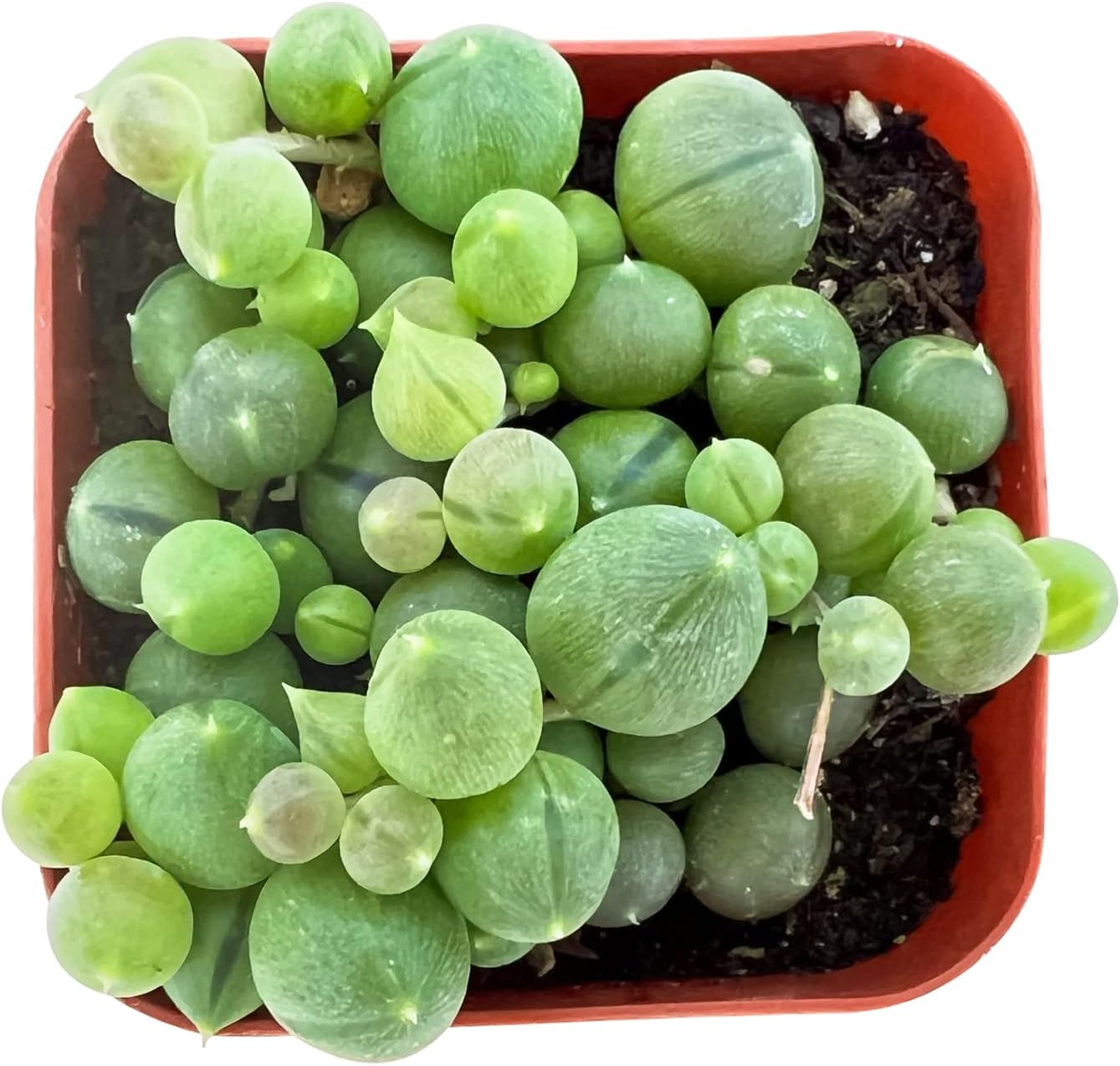 Sprout N Green Live Mini Succulent Plant, 2in String of Pearls, 1 Pack Rare Fully Rooted in Pot, Real House Plant for Home Office Wedding Decoration DIY Projects Party Favor