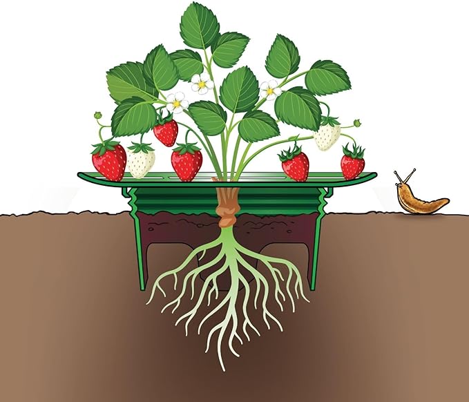 Strawberry Plant Support Frame, Round 12 inches, Perfect for Keeping Berries Off The Ground, Made in The USA - Pack of 4