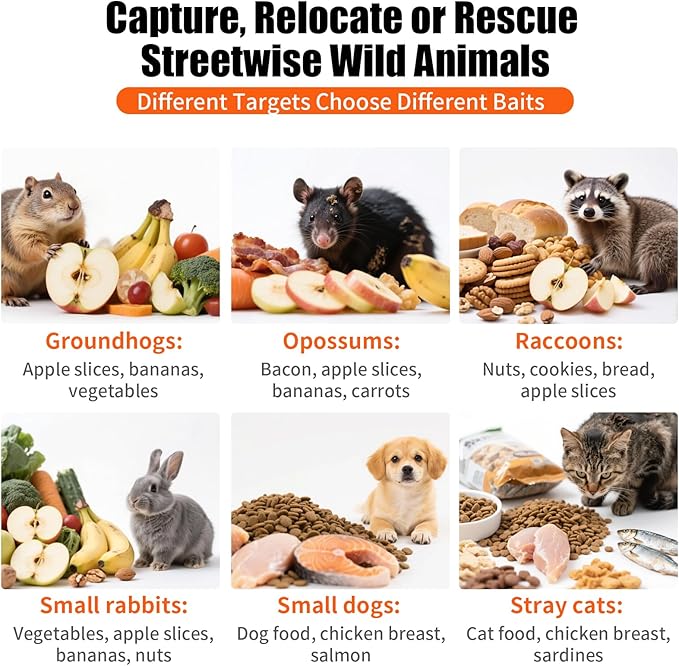 31" Live Animal Trap, Heavy Duty Folding Squirrel Traps Outdoor, Humane Catch & Release Cat Trap for Stray Cats, Raccoons, Squirrel, Skunk, Mole, Groundhog, Armadillo, Rabbit