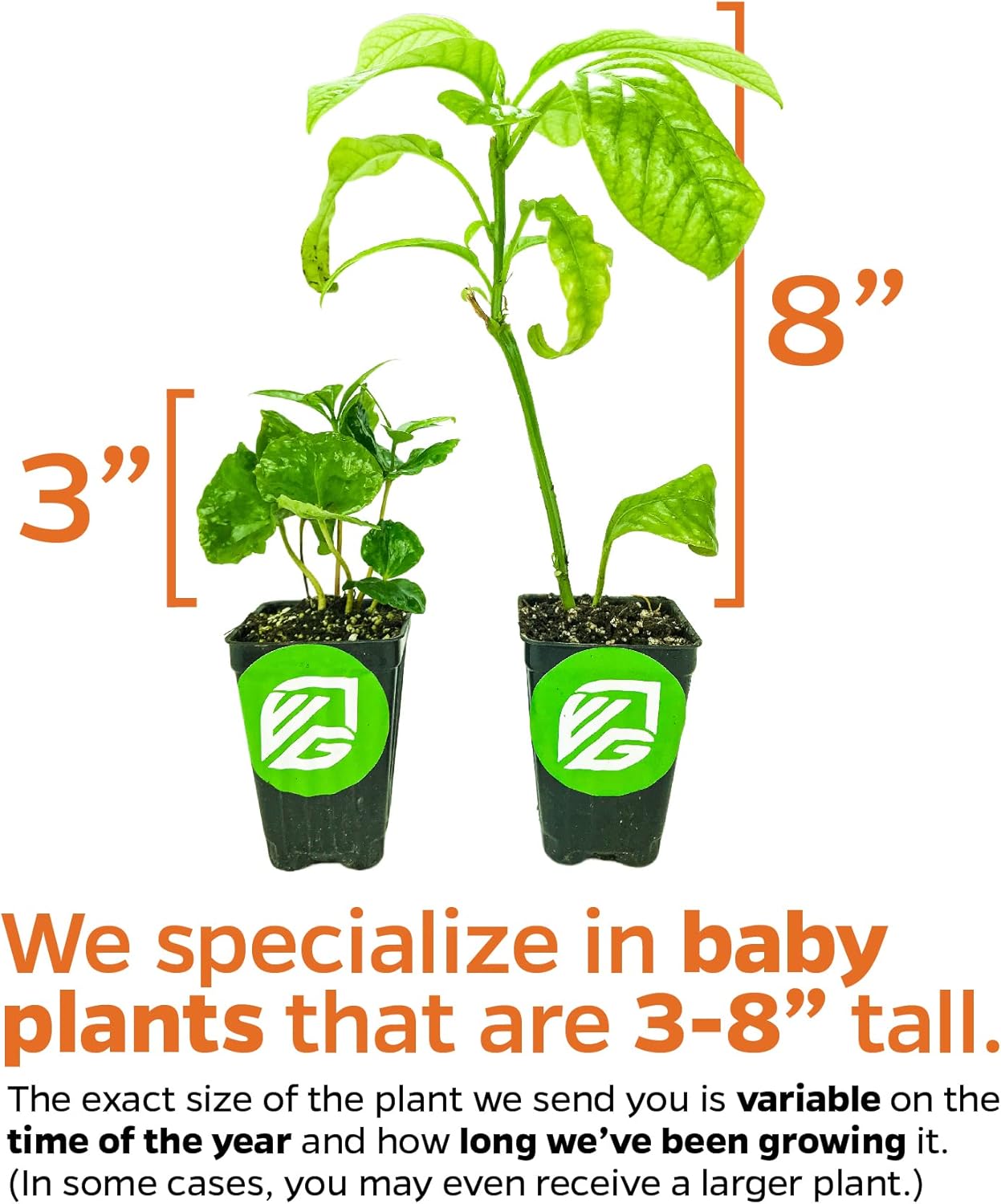 Tomuri Male Kiwi Vine Live Plant - Actinidia chinensis by Wellspring Gardens - Starter Plant Ready to Grow for Your Garden and Patio - Great Pollinator for The Vincent Female Plant to Produce Fruits