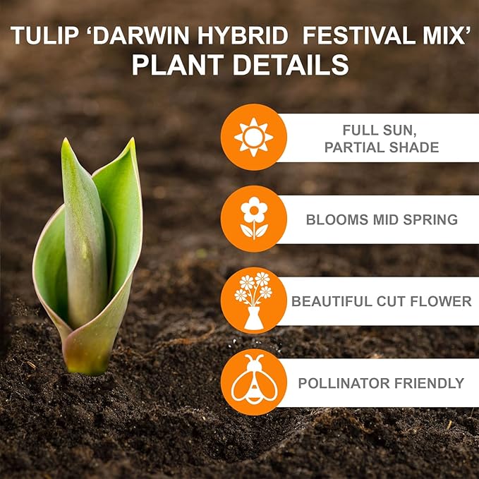 Garden State Bulb Darwin Hybrid Festival Mix Tulip Flower Bulbs, 12/+ cm, Fall Planting (Bag of 100)