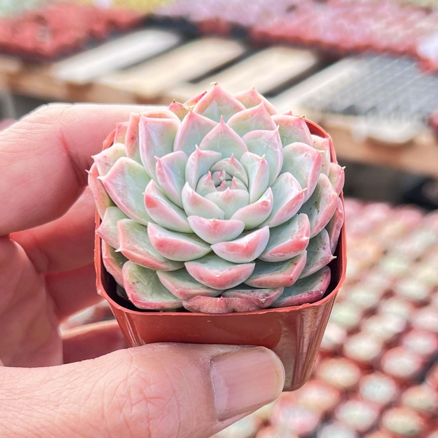 Live Succulent Echeveria 'Red Line Queen', Approx 2-inch Large, Potted Succulents, Fully Rooted, Easy Care House Plants