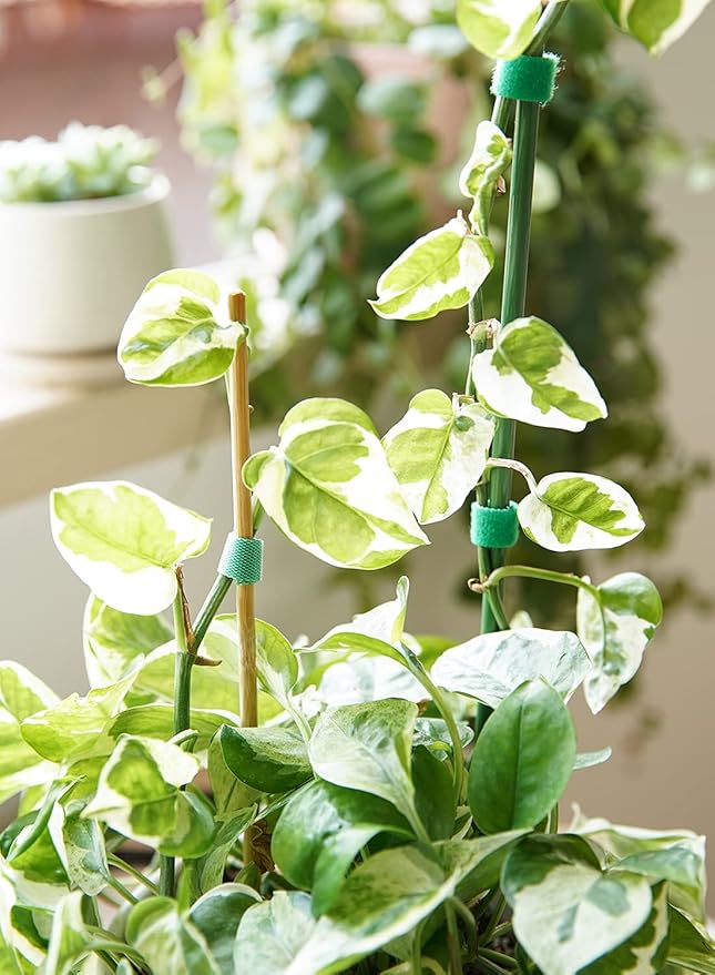 LE TAUCI Plant Ties, Garden Tape for Plant, Reusable Adjustable Thicker Support for Growing, Strong Grip, Tomato Vines Indoor Outdoor, 100 ft (2 roll 50ft) x 0.47 Inch, Green