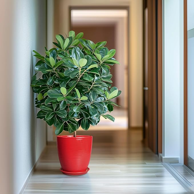 Ceramic Planter 10 Inch - Ceramic Pot for Plants Large Plant Pot Indoor with Drainage Hole and Saucer Round Outdoor Planter Modern Flower Pot for Garden House Red