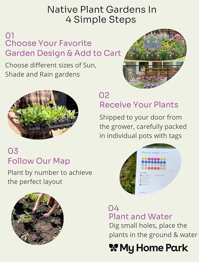 16 Live Outdoor Native Plants for Full Sun from My Home Park – Includes Aromatic Aster, Blue Mistflower, Butterfly Weed & Lanceleaf Coreopsis – Not Seeds – 4–8” Tall on Arrival – Easy to Grow